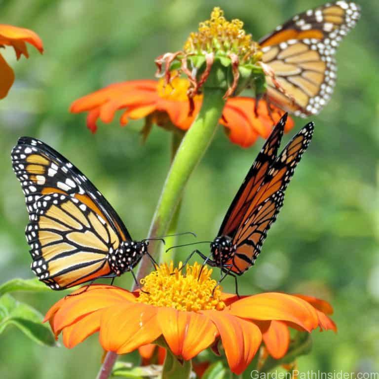 40 Beautiful Plants That Attract Monarch Butterflies to Your Garden