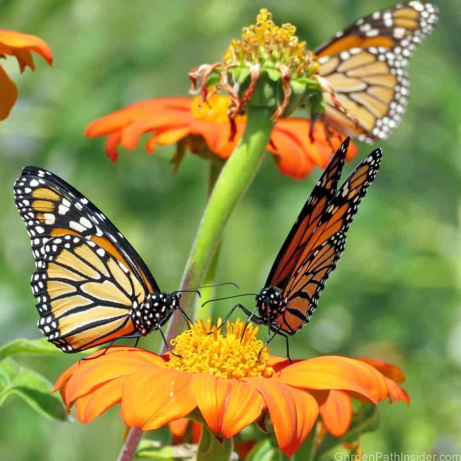 40-beautiful-plants-that-attract-monarch-butterflies-to-your-garden