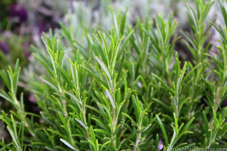 Image of Mint and rosemary plants