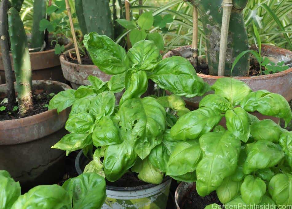 Image of Basil companion - basil and mint plant in same pot