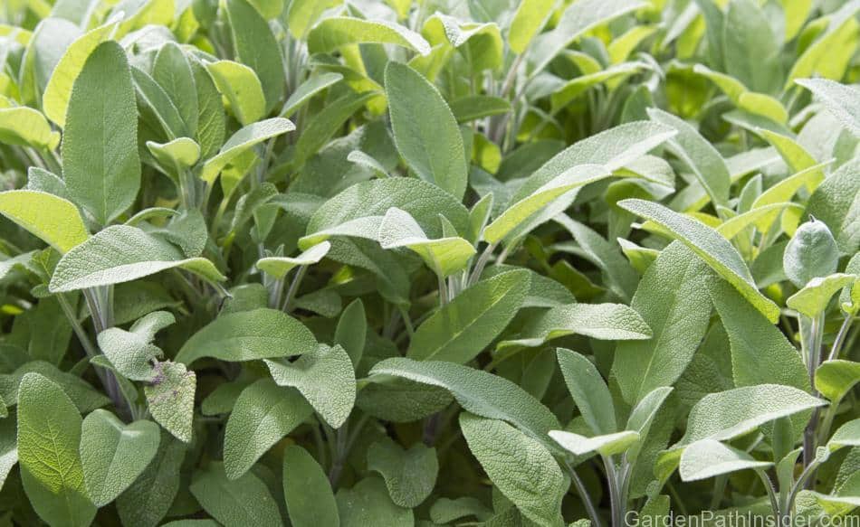 Image of Sage and Mint plants