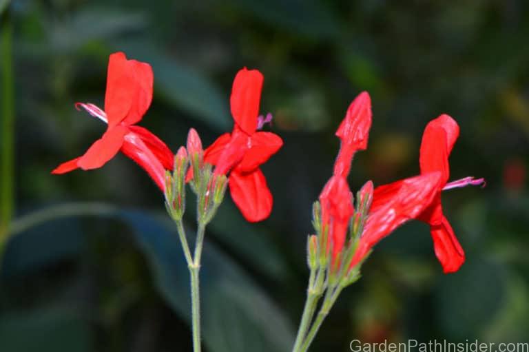 50 Best Salvias for Hummingbirds. Hummingbird Garden! - GardenPathInsider