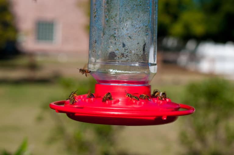 Do Hummingbirds Poop Around Feeders? - GardenPathInsider